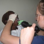 Alicia Cleaver, D.O. in Kenya